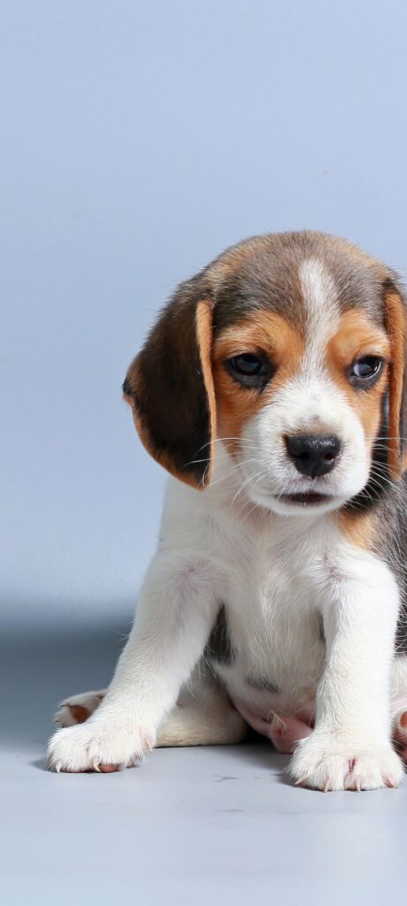One online pet store offering pet food, toys, and accessories for all pets