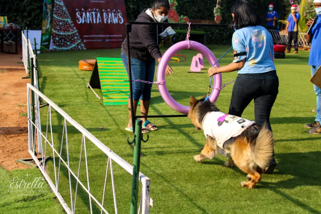 Epitails by Commando Kennels showcasing professional dog training and disciplined pet care environment