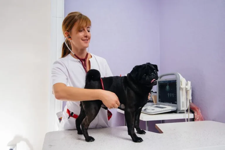 Pet Store Support Center helping customers with orders, shipping, and returns