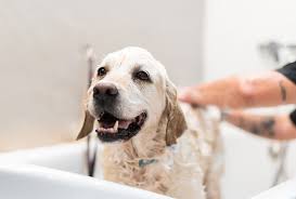 Happy dog enjoying a bath at a hygienic pet grooming shop